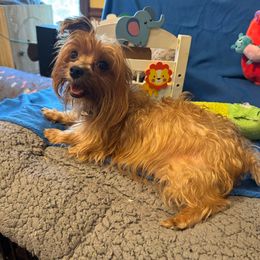 Frida - Yorkshire Terrier