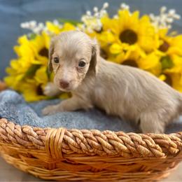 Goofy - Chocolate male Dachshund puppy in Sparta, Tennessee from Clemons Mini Dachshunds of Tennessee
