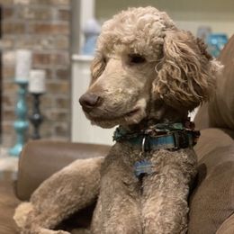 Goldendoodles and Poodles from Mann’s Best Friend Poodles and Doodles