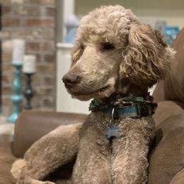 Goldendoodles and Poodles from Mann’s Best Friend Poodles and Doodles