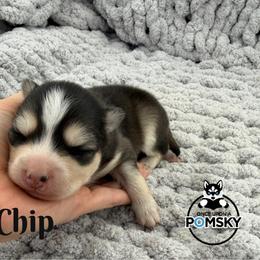 Chip - Black and white male Pomsky puppy in Eastman, Georgia from Once Upon A Pomsky