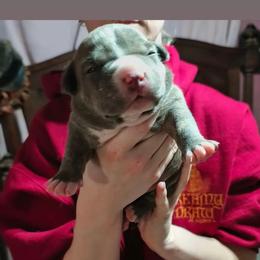 Boy 2 - Blue brindle male American Bully puppy in Phoenix, Arizona from Superstes Guard