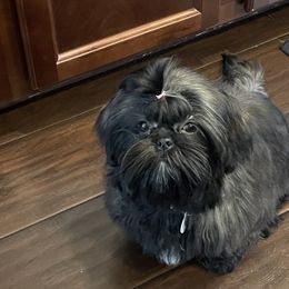 Shih Tzus from Shih Zu’s of Long Beach