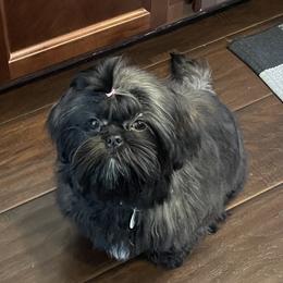 Shih Tzus from Shih Zu’s of Long Beach