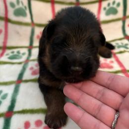 Ishmael - Black and red male German Shepherd puppy in Aurora, Illinois from Fairhaven German Shepherds