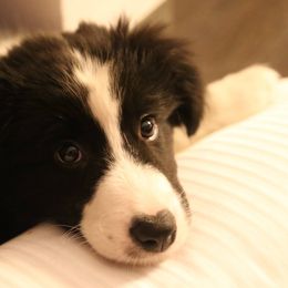 Border Collies from DAKOZEN