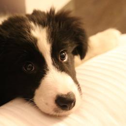 Border Collies from DAKOZEN