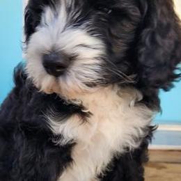 Bernedoodles from Peppers Puppies