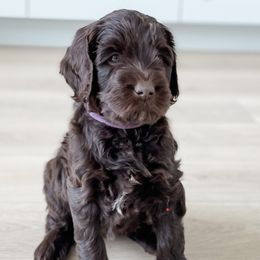 Girl 3 - Australian Labradoodle puppy in Kaysville, Utah from Utah Labradoodles