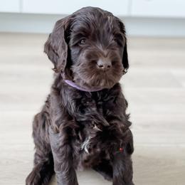 Girl 3 - Australian Labradoodle puppy in Kaysville, Utah from Utah Labradoodles