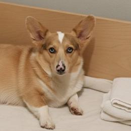 Hazel - Pembroke Welsh Corgi