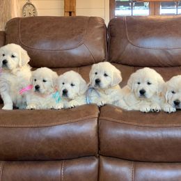 Golden Retriever and Labrador Retriever Puppies from Stephanie Dellrie