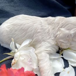 Cockapoo and Pomeranian Puppies from Luna Kennel