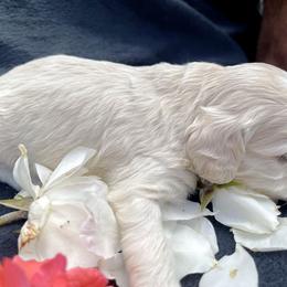 Cockapoo and Pomeranian Puppies from Luna Kennel