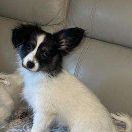 Baby - White black and tan female Papillon puppy in Central Florida, Florida from Sunshine Papillons Central Florida