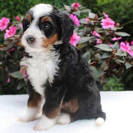Lego - Tri-color male Bernedoodle puppy in Perrysville, Ohio from Pleasant Valley Bernedoodles