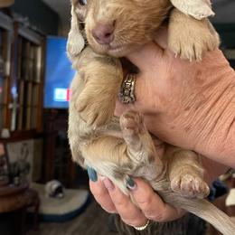 Dachshund Puppies from A&R Dachshund
