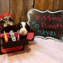 Bernese Mountain Dog Puppies from Stone Hill Farm