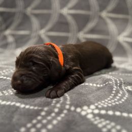 Orange collar - Liver male Boykin Spaniel puppy in Carlton, Georgia from Weavers Kennels