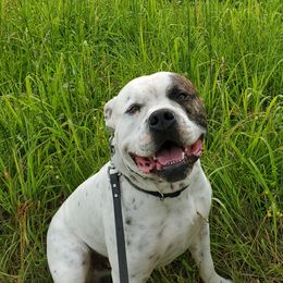 Ridge - American Bulldog