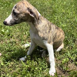 English Springer Spaniel and Whippet Puppies from Rogue Mountain Manor