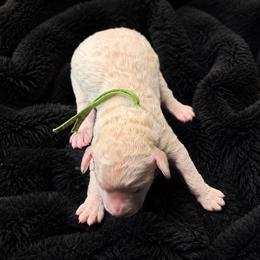 Mercy - Cream female Poodle puppy in Washington, Pennsylvania from Patriotic Poodles