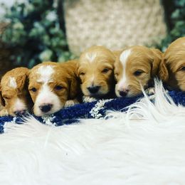 Aussiedoodle and Goldendoodle Puppies from Jackson County Doodles