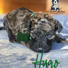 Hugo - Wheaten male Whoodle puppy in Knoxville, Tennessee from Fleury Farm Doodles TN