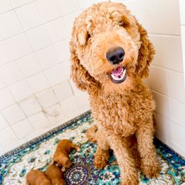 Jolene - Goldendoodle