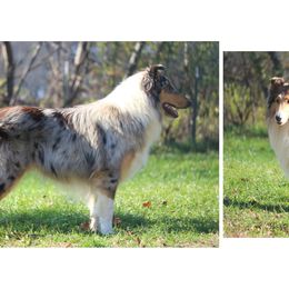 Collie All Grown Up from Wellsmere Collies
