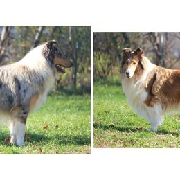 Collie All Grown Up from Wellsmere Collies