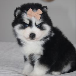 Kinsley MINI - Gray and white female Pomsky puppy in Apple Creek, Ohio from Kathryn Troyer