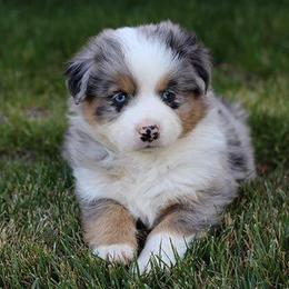 Australian Shepherd Puppies from Brit’s Australian Shepherds