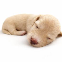 Cream Male - Pet Only - Limited AKC - Cream male Dachshund puppy in Nashville, Tennessee from Farmhouse Sausages - Located in TN delivers all over US including California