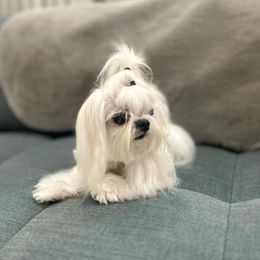 Maltese All Grown Up from A Maltese 4U