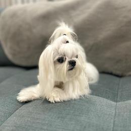 Maltese All Grown Up from A Maltese 4U