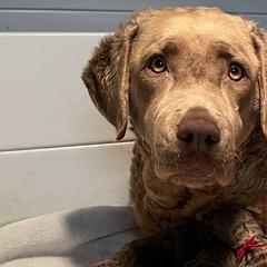 Sugar - Brown female Chesapeake Bay Retriever puppy in Pendleton County, Kentucky from Blue Sky Chesapeakes