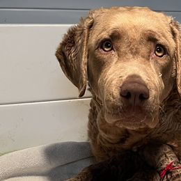 Sugar - Brown female Chesapeake Bay Retriever puppy in Pendleton County, Kentucky from Blue Sky Chesapeakes