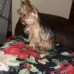 Roscoe - Yorkshire Terrier