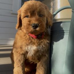 Rusty - Red male Australian Labradoodle puppy in Ferndale, Washington from Annie's Doodles