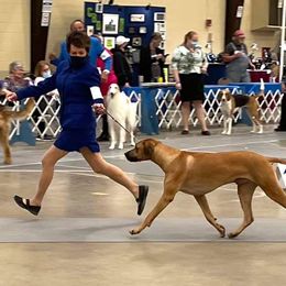 Rhodesian Ridgeback Puppies from Aziza Ridgebacks