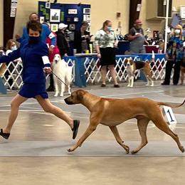 Rhodesian Ridgeback Puppies from Aziza Ridgebacks