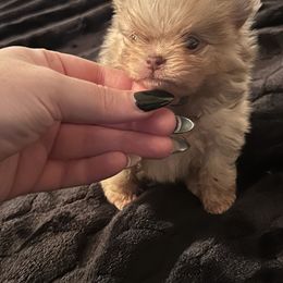 Finn - Chocolate merle male Pomeranian puppy in Waterloo, Indiana from Garcias Pomeranian