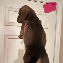 Chihuahua and Dachshund Puppies from Wienie_gang