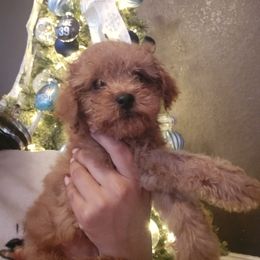 Boy 1 - Aussiedoodle puppy from Av’s Poodles and Doodles