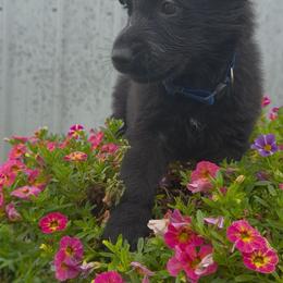 Blue male - Black male German Shepherd puppy in Midway, Kentucky from Von Charry German Shepherd’s