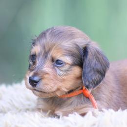 Mattie - Red female Dachshund puppy in Murray, Kentucky from Shadow Ridge Farms