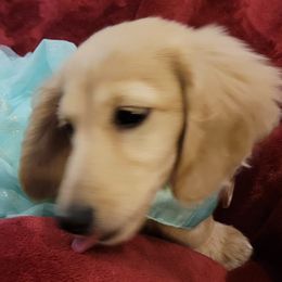 Dachshunds from Rigdon's dachshunds