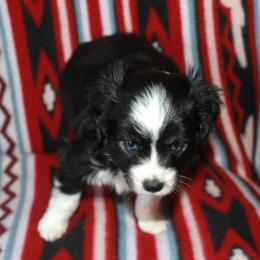 Girl 1 - female Toy Australian Shepherd puppy in Ionia, Iowa from Sapphire Stables