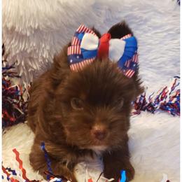Boy 1 - Chocolate and tan male Yorkshire Terrier puppy in Marion Station, Maryland from Anna's Yorkie Treasures